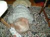 DSCF0035.JPG